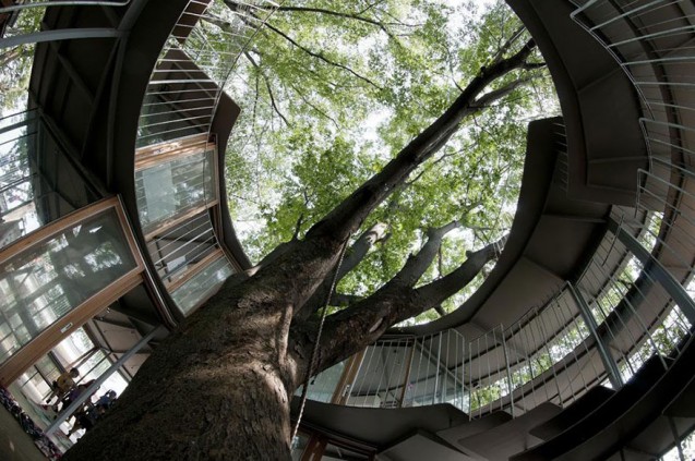 Bangunan unik di Jepang, TK yang mengelilingi pohon