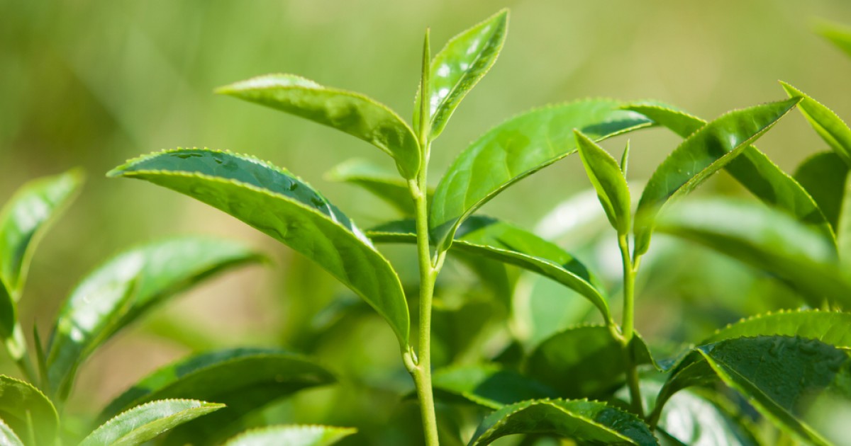 Tea tree чайное дерево. Чайное дерево чай. Отросток чайного дерева. Чайное дерево растение Эстетика. Чайное дерево в теплице.