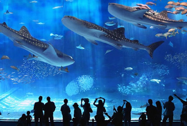 Okinawa Churaumi Aquarium, salah satu tempat wisata terbaik di Okinawa, Jepang